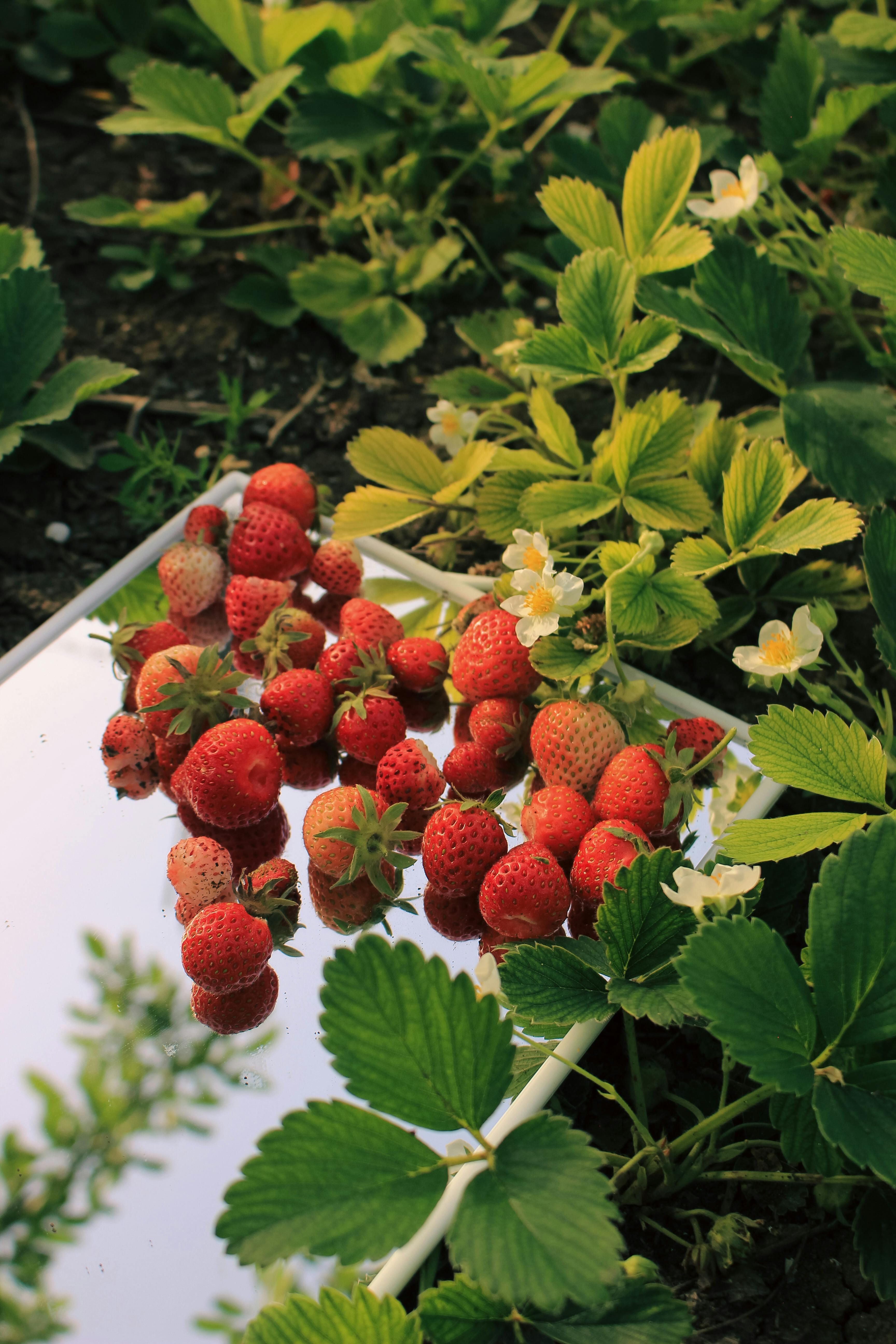 Agricultural Investment crops strawberry